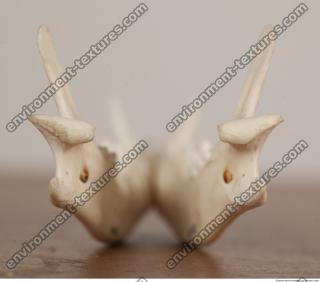 photo reference of skull 0045